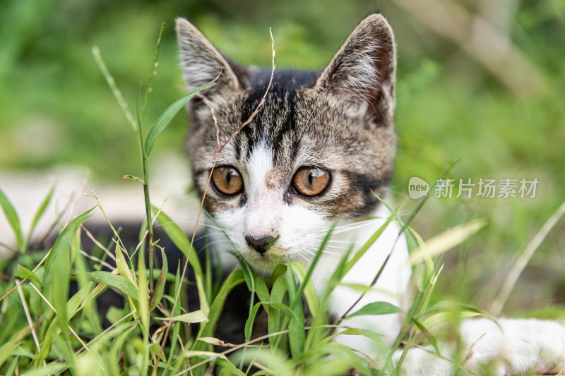 小猫咪、狸花猫、宠物猫