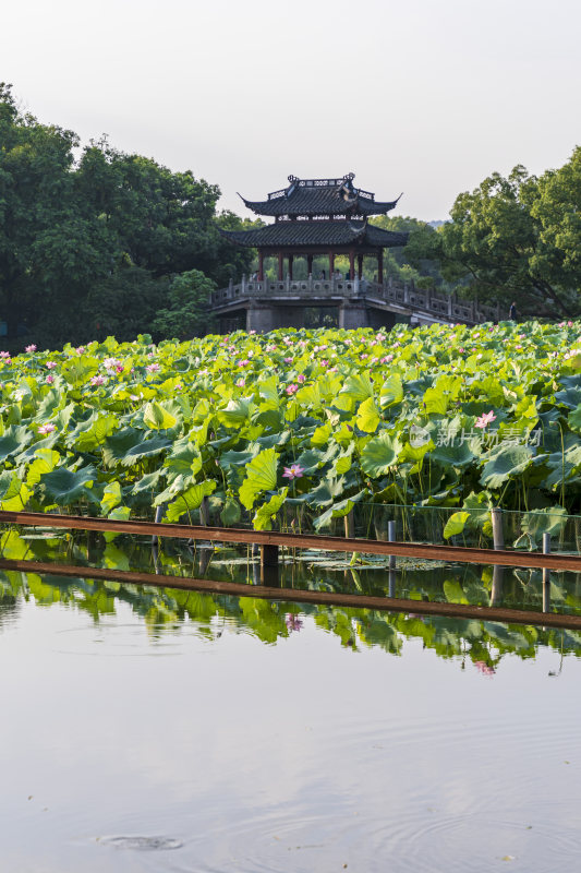 杭州西湖风景区曲院风风景