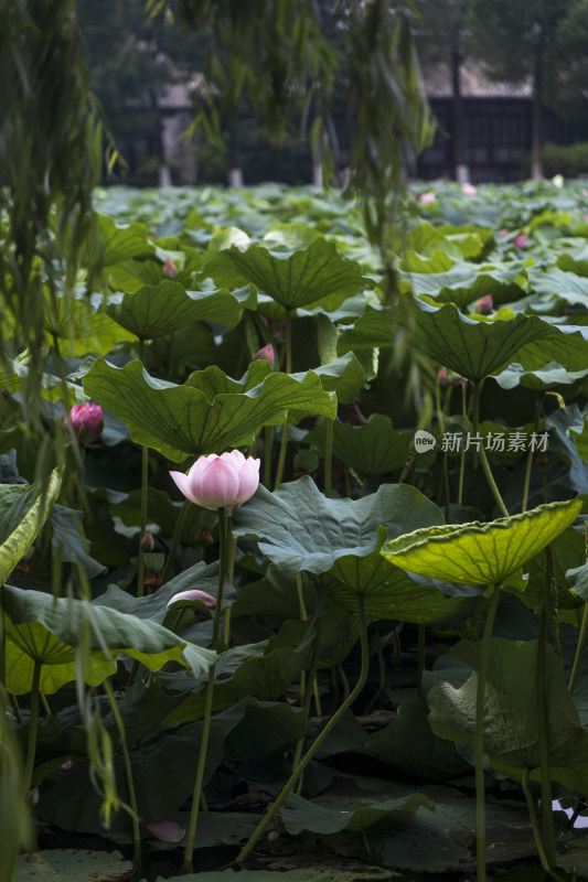 夏季公园荷塘荷叶丛中荷花特写