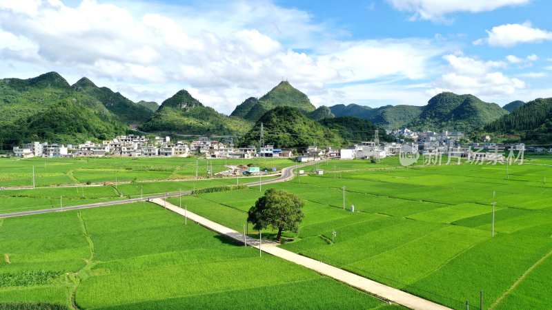 夏季乡村田园水稻稻田风光