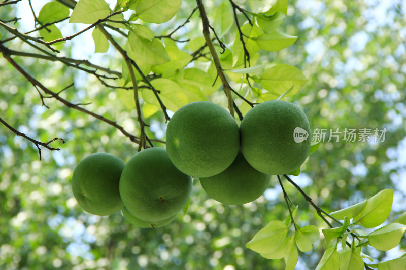 夏日即将成熟的柚子果实