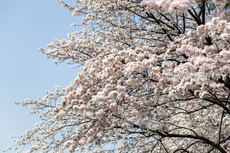 春天晴空下的白色樱花枝头绽放