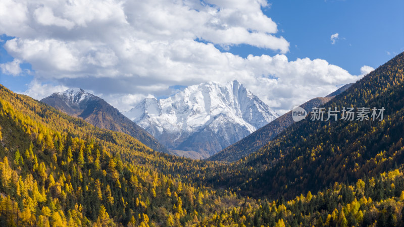 雅拉雪山秋天杉树松树彩林秋景