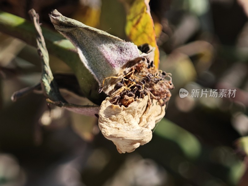 枯黄的叶片特写