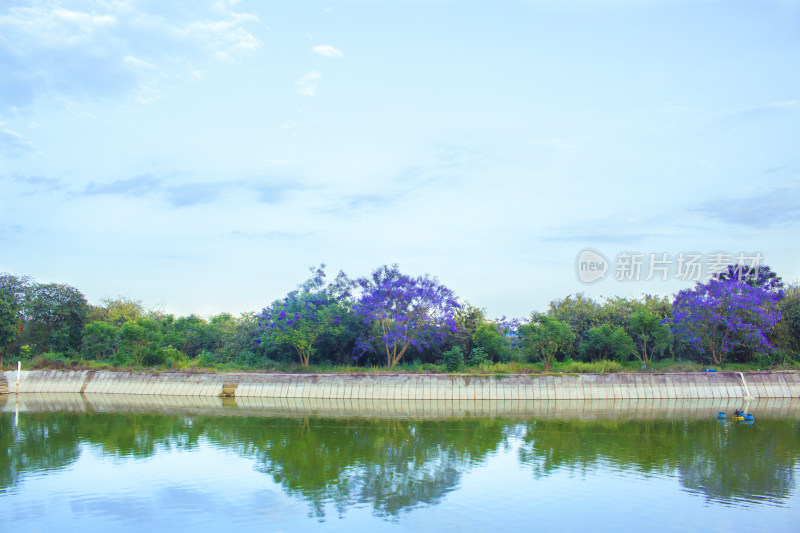 蓝花楹湖泊天空花朵春天植物风景自然户外