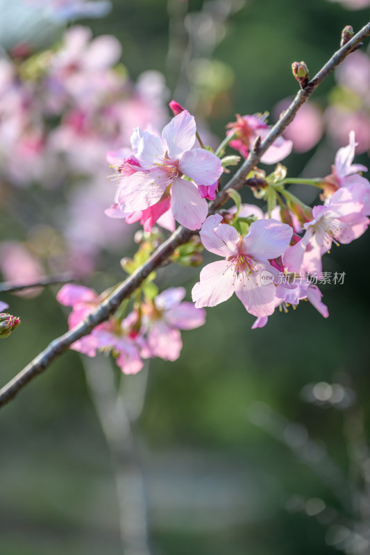 樱花特写拍摄