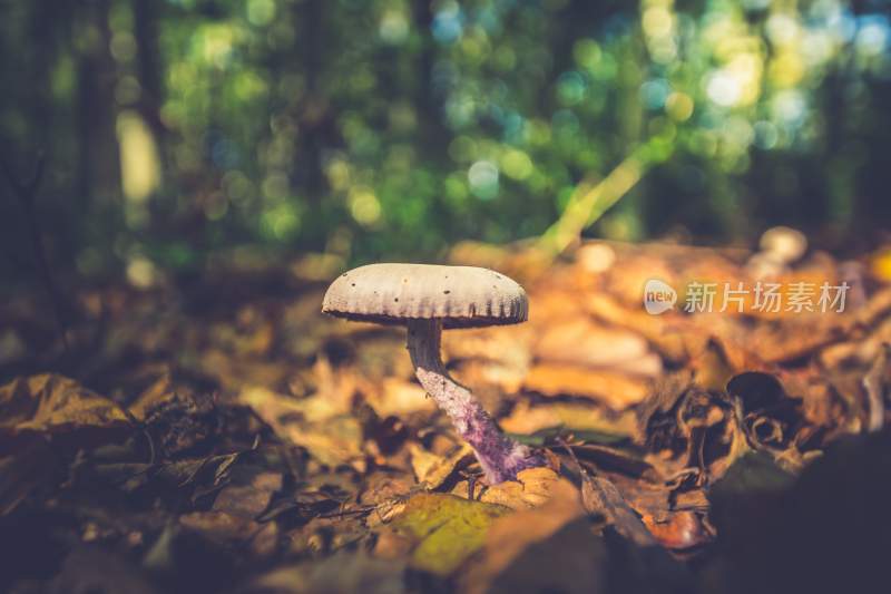 野生菌蘑菇生长环境菌类山菌