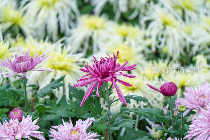 公园里的紫色菊花