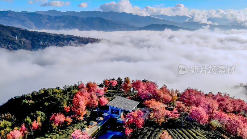 航拍云海中的无量山樱花谷茶园茶山