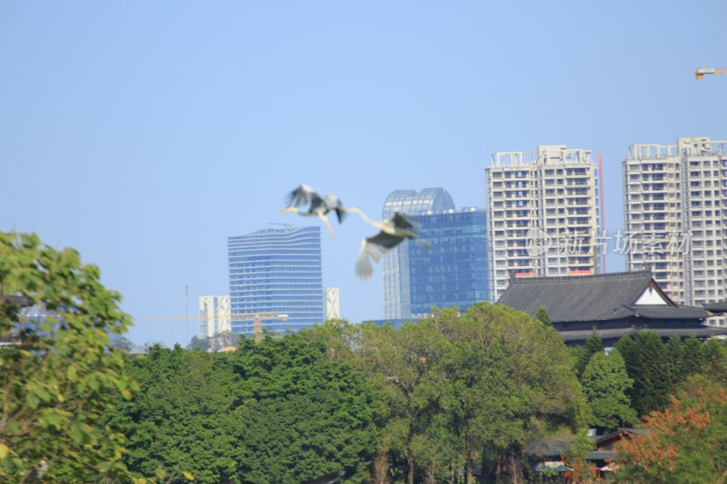 城市中飞翔的鸟类与建筑景观