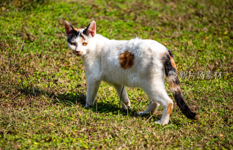 草地上的三色花猫