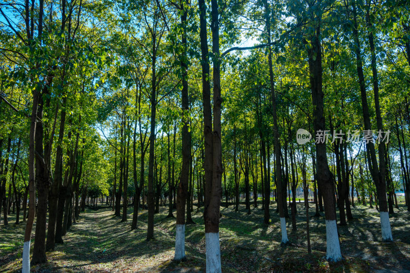 阳光照耀下的树林风景