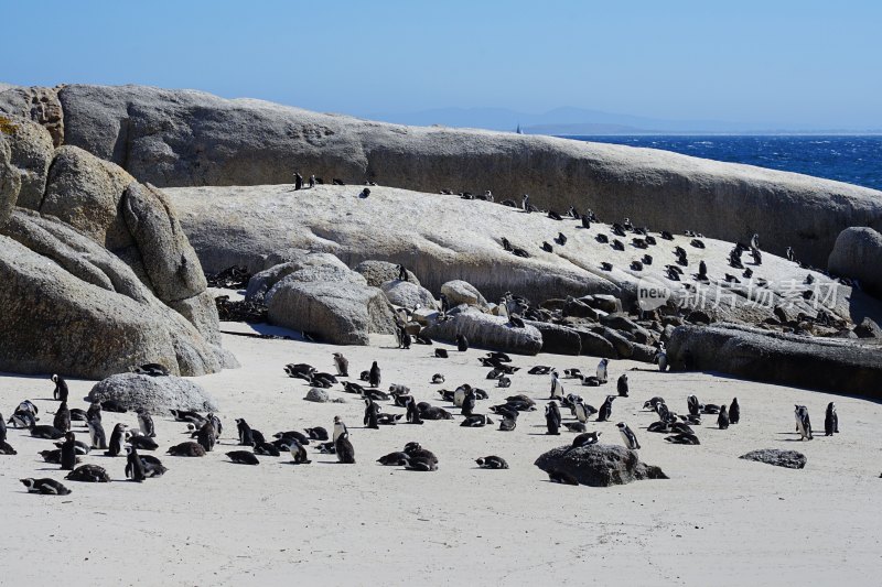 南非博尔德斯海滩Boulders Beach，非洲企鹅