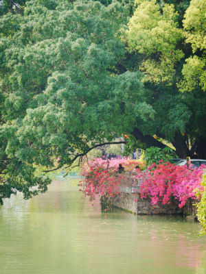 河畔绿树繁花风景