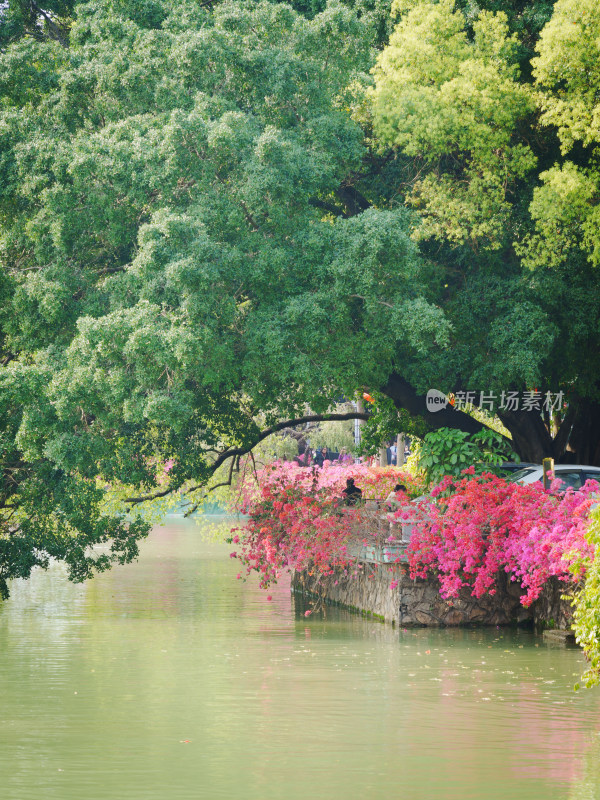 河畔绿树繁花风景