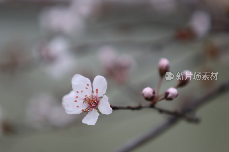 特写绽放的白色花朵