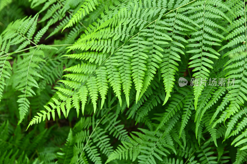 蕨类植物绿叶背景