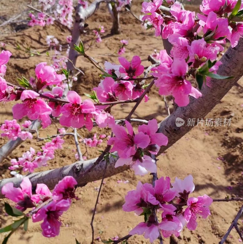 盛开的桃花枝，粉色花朵娇艳欲滴