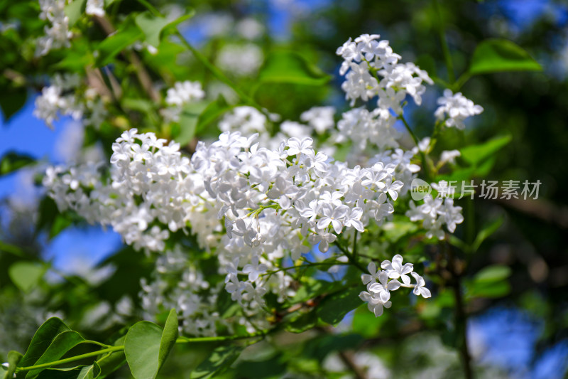 北京天坛公园丁香花