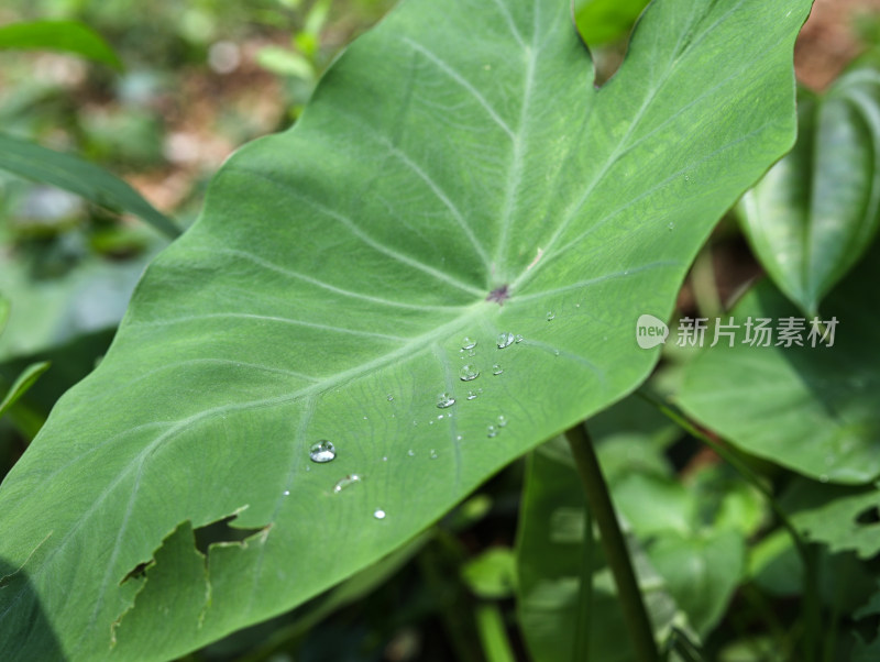 春天绿色的植物叶子树叶和水滴雨滴