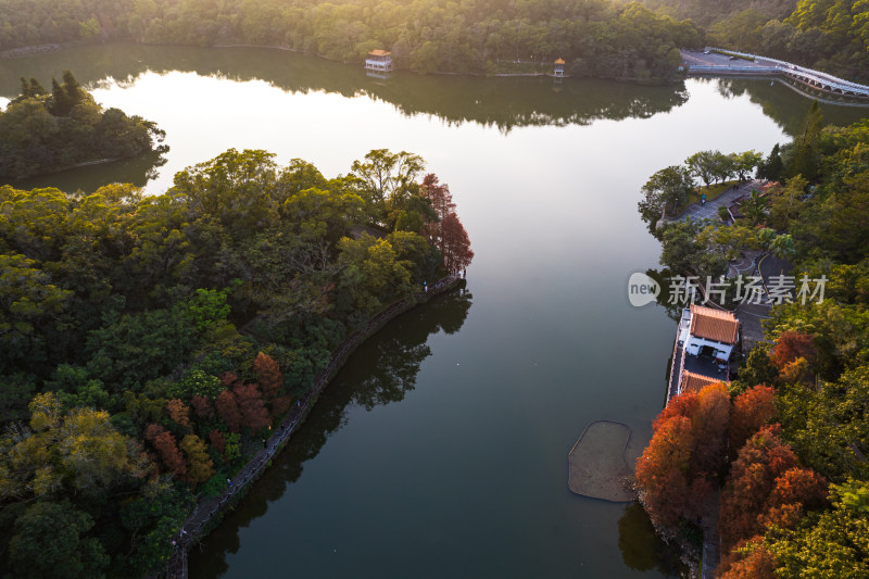 深圳仙湖植物园水杉林秋色