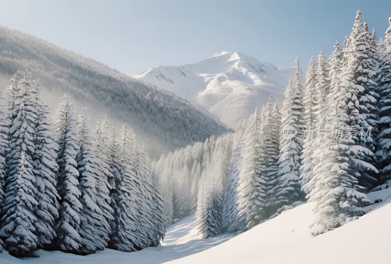 冬季森林白雪覆盖风景