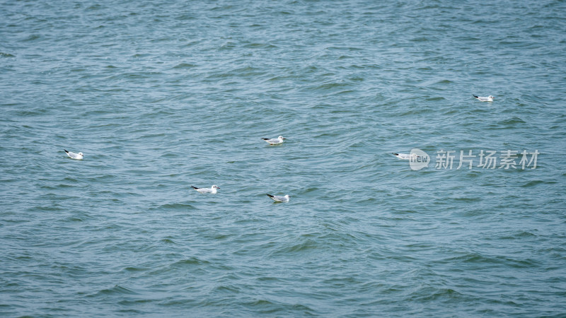 一群白色海鸥在海边海面上漂浮休息