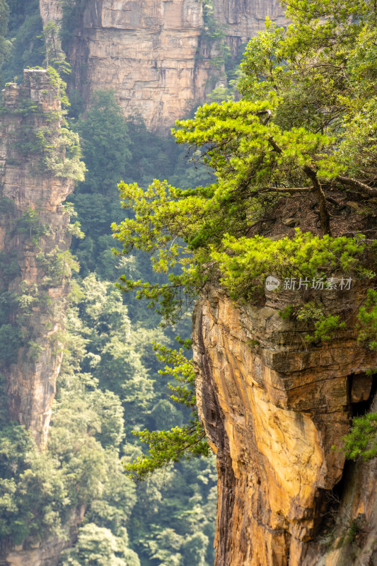 中国湖南张家界景区奇特山峰与茂密森林