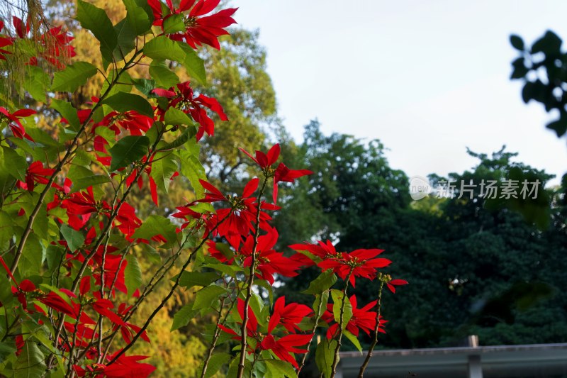 鲜艳红色花卉绿植景观