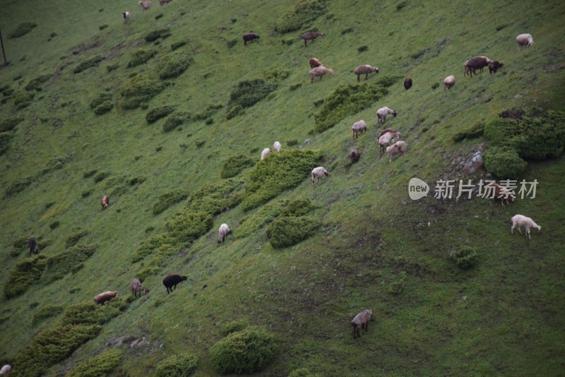 牛羊好像珍珠撒  草原  美景