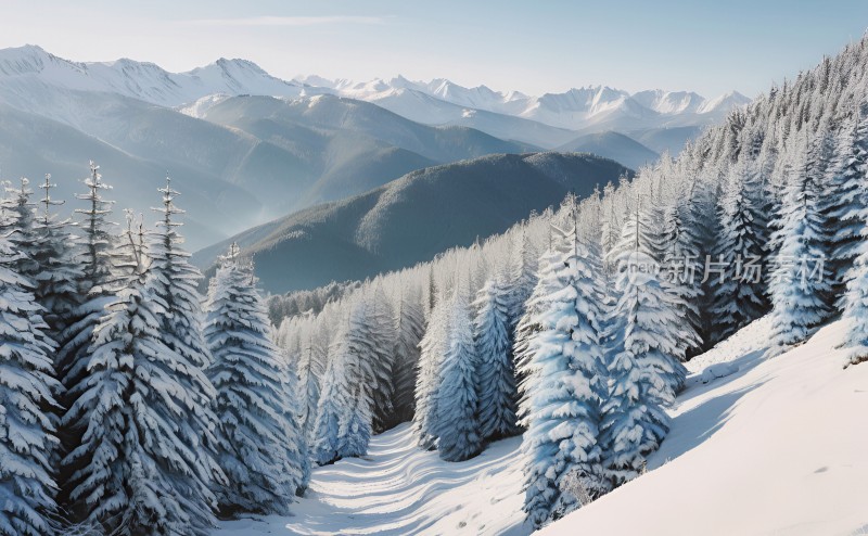 冬季森林白雪覆盖风景