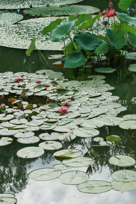 北京国家植物园睡莲