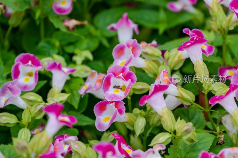 花坛中，盛开的蓝猪耳特写