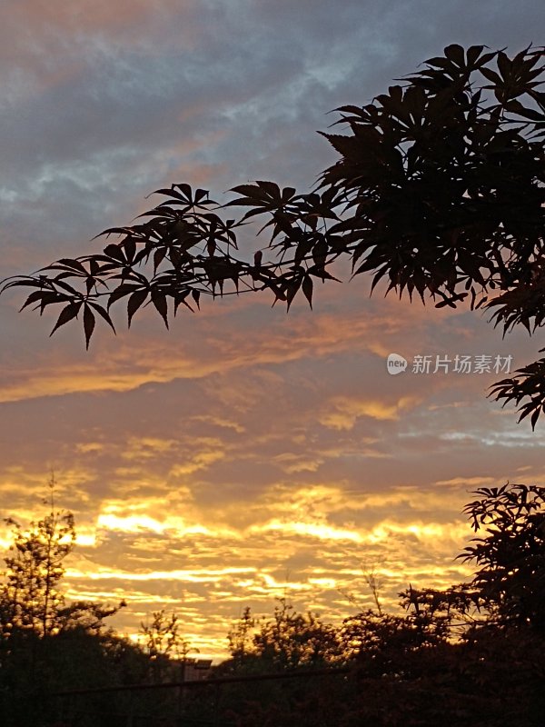 夕阳下树叶与云霞景象