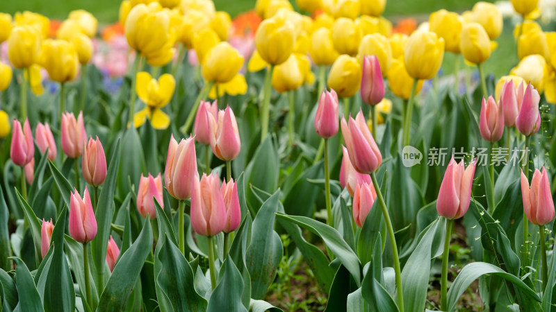 春天的郁金香花海