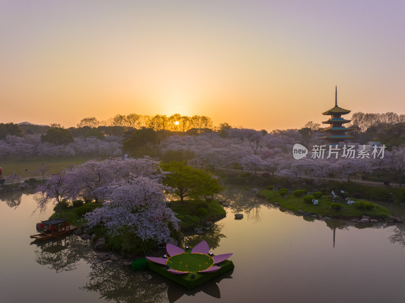 武汉东湖磨山樱花园樱花盛开