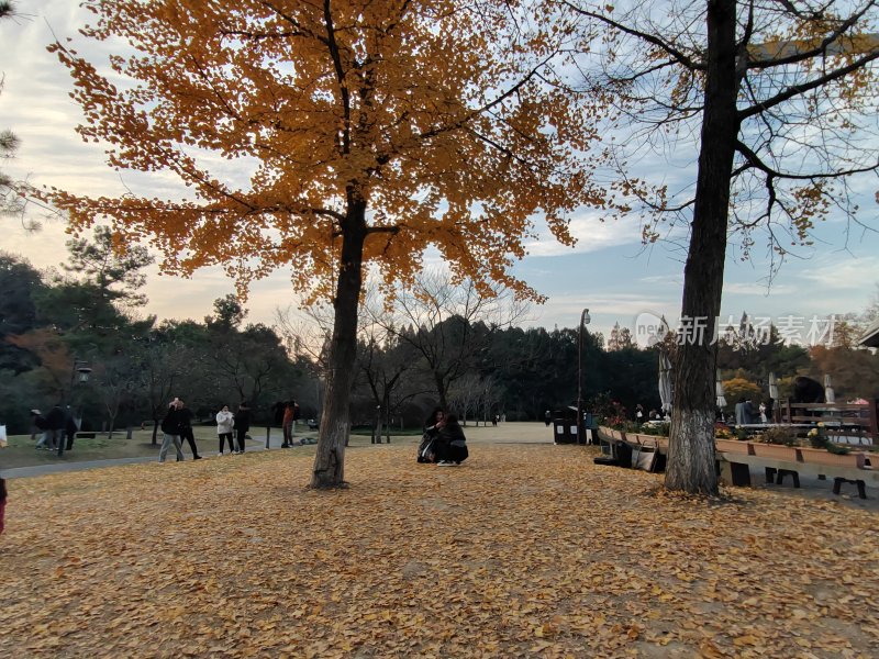 铺满黄叶的公园中有人休憩的场景