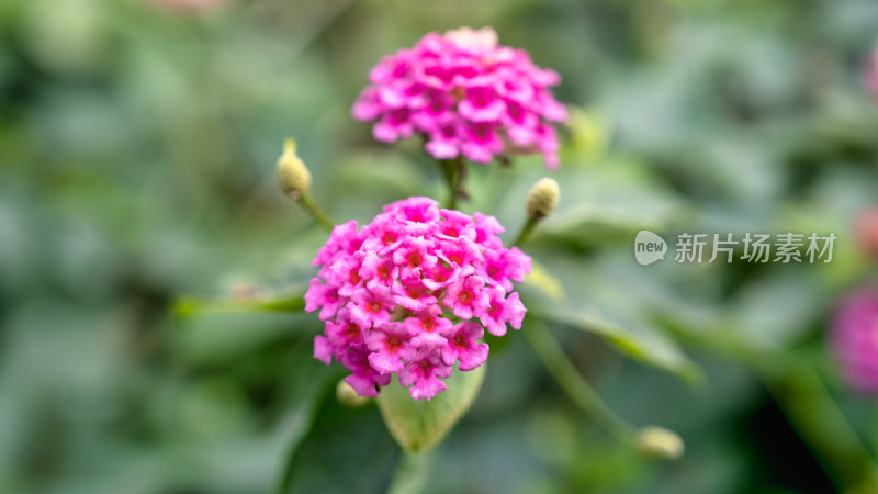 马缨丹开花特写