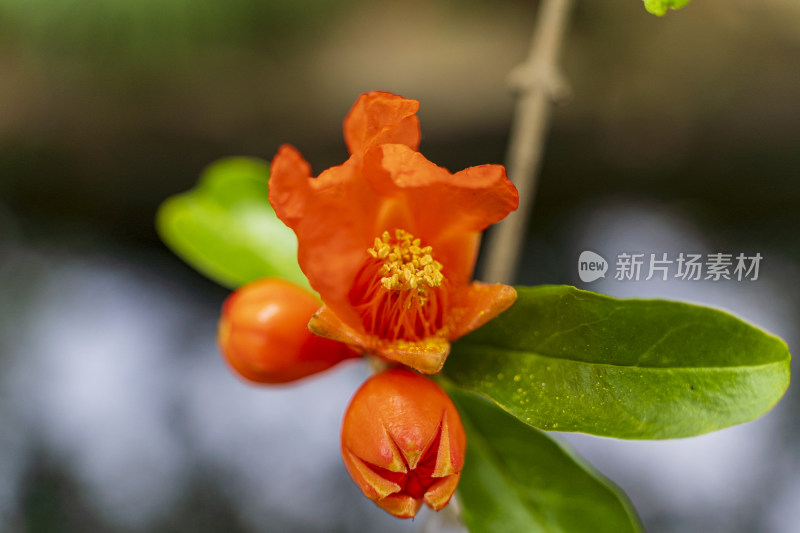 夏天，苏州园林留园，石榴花特写