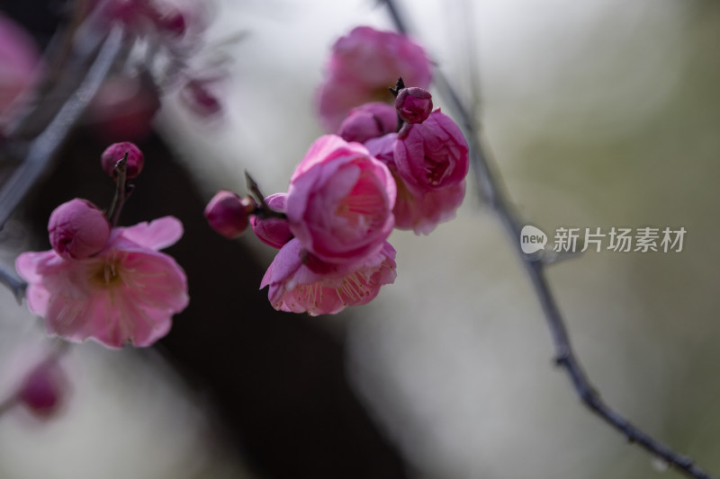 粉色梅花特写