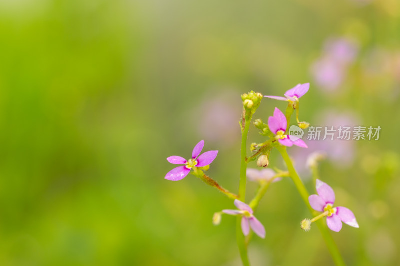 上海辰山植物园花柱草微距特写