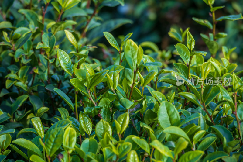 惠州柏塘绿茶茶园清晨时分茶树上的新鲜嫩芽