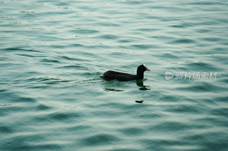 太湖湖滨湿地公园白骨顶