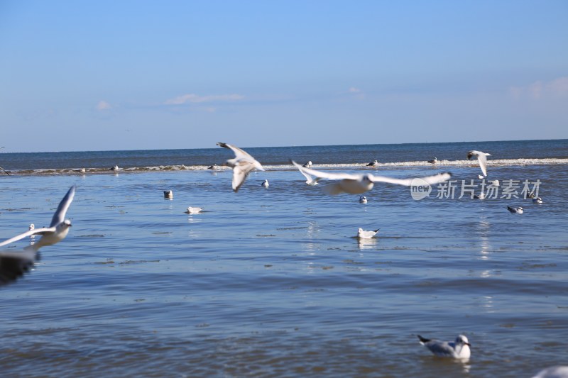 海边飞翔与休憩的海鸥