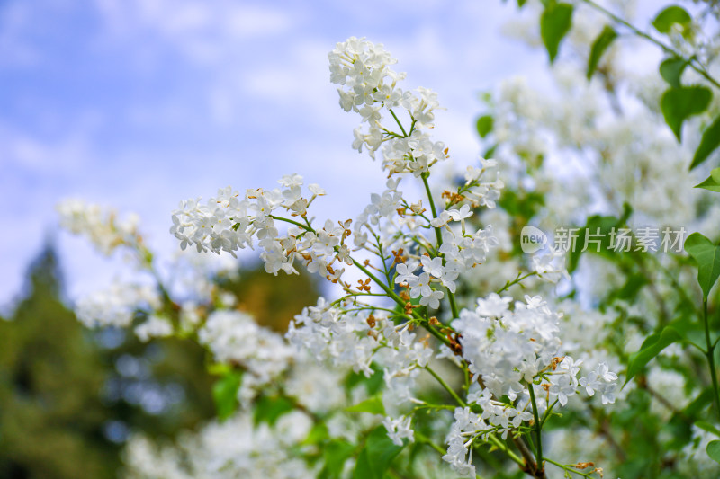 白色丁香花