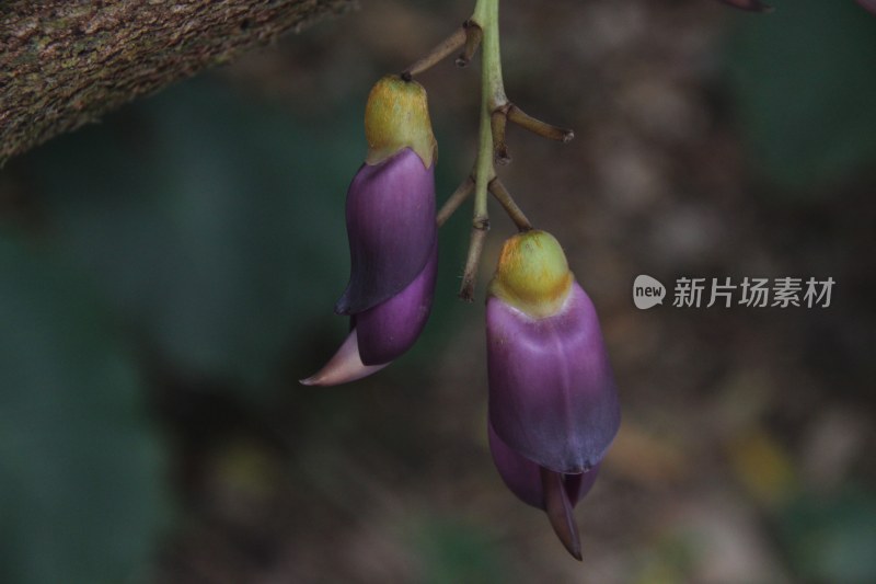 广东东莞：禾雀花盛开