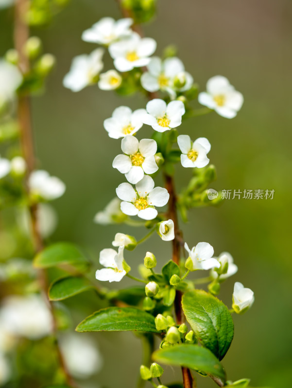 春天的绣线菊小白花特写