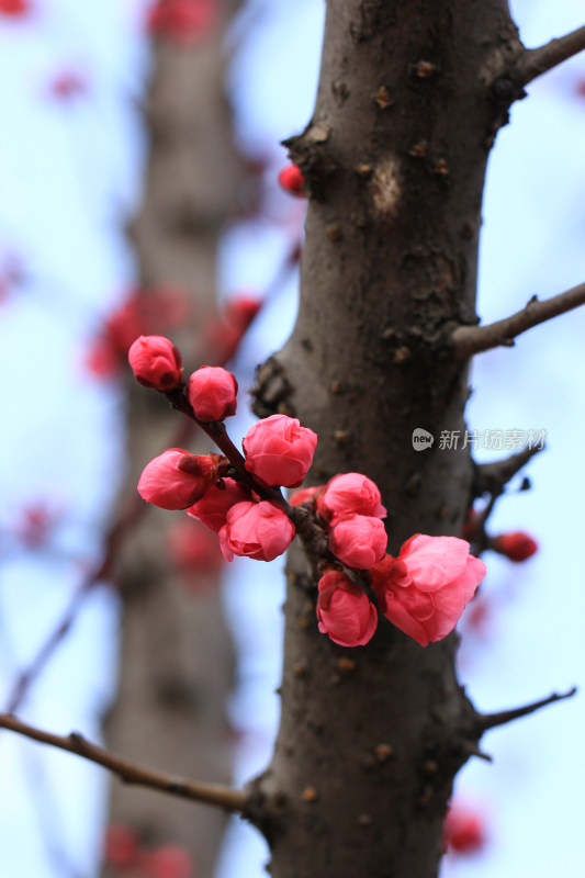 立春时节含苞怒放的红梅