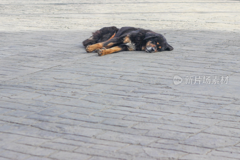 318川藏公路边的一直躺着休息的狗