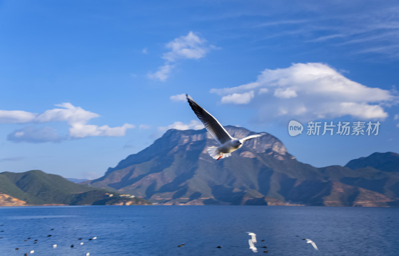 云南丽江泸沽湖山湖风光与海鸥水鸟野生动物